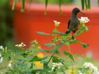 Nektarvogel auf Blütenstrauch - Praslin